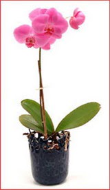  zmir iekiler  Phalaenopsis Orchid Plant