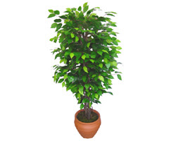 Ficus Benjamin 1,50 cm   zmir hediye iek yolla 