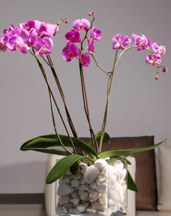  zmir online ieki , iek siparii  2 dal orkide cam yada mika vazo ierisinde