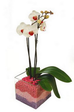 zmir iek , ieki , iekilik  tek dal cam yada mika vazo ierisinde orkide
