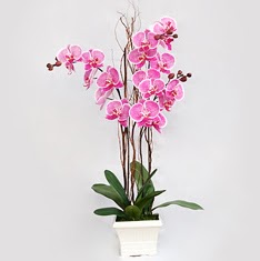  zmir iek sat  2 adet orkide - 2 dal orkide