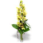  zmir uluslararas iek gnderme  cam vazo ierisinde tek dal canli orkide