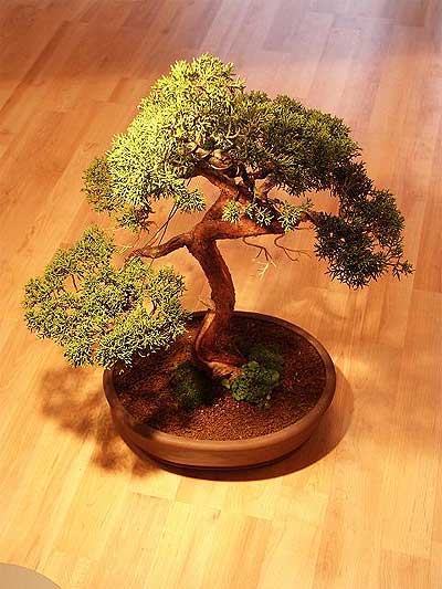 ithal bonsai saksi iegi  zmir iekiler 