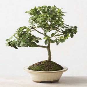 ithal bonsai saksi iegi  zmir iek siparii sitesi 