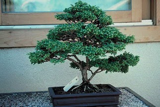 ithal bonsai saksi iegi  zmir ucuz iek gnder 