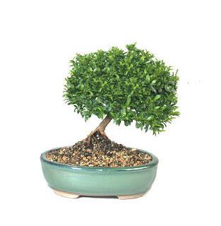 ithal bonsai saksi iegi  zmir iek sat 