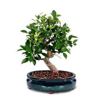 ithal bonsai saksi iegi  zmir online ieki , iek siparii 