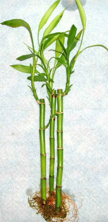 Lucky Bamboo 3 adet vazo hediye edilir   zmir ieki telefonlar 