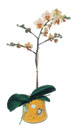  zmir iek gnderme  Phalaenopsis Orkide ithal kalite