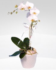 1 dall orkide saks iei  zmir cicek , cicekci 