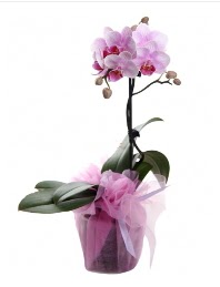 1 dal pembe orkide saks iei  zmir internetten iek siparii 