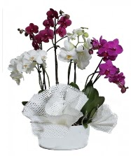 4 dal mor orkide 2 dal beyaz orkide  zmir hediye iek yolla 