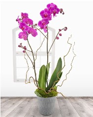 2 dall mor orkide saks iei  zmir kaliteli taze ve ucuz iekler 