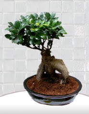 saks iei japon aac bonsai  zmir internetten iek siparii 