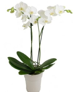 2 dall beyaz orkide  zmir iek , ieki , iekilik 