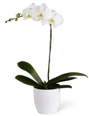 1 dall beyaz orkide  zmir ucuz iek gnder 