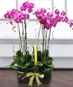 4 dall mor orkide  zmir iek siparii vermek 