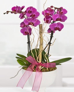 2 dall nmor orkide  zmir hediye iek yolla 