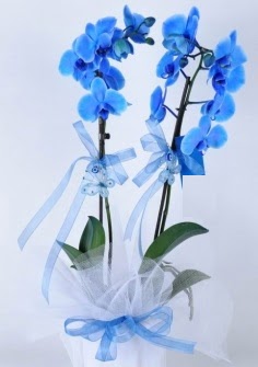 2 dall mavi orkide  zmir iek yolla , iek gnder , ieki  