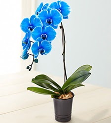 1 dall sper esiz mavi orkide  zmir iekiler 