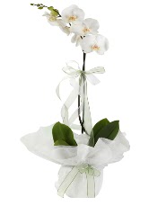 1 dal beyaz orkide iei  zmir iek yolla 