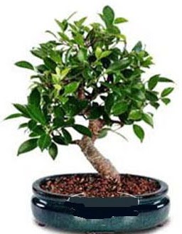 5 yanda japon aac bonsai bitkisi  zmir hediye iek yolla 