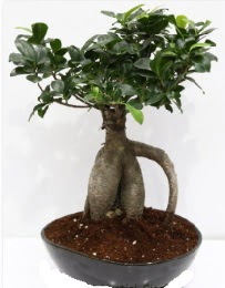 5 yanda japon aac bonsai bitkisi  zmir iek yolla , iek gnder , ieki  