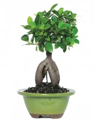 5 yanda japon aac bonsai bitkisi  zmir ieki telefonlar 