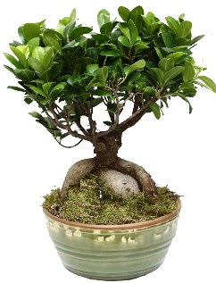 Japon aac bonsai saks bitkisi  zmir uluslararas iek gnderme 