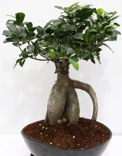 Japon aac bonsai saks bitkisi  zmir anneler gn iek yolla 