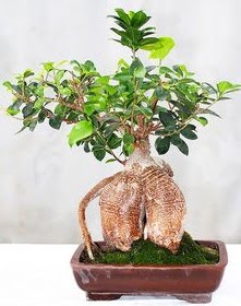 Japon aac bonsai saks bitkisi  zmir kaliteli taze ve ucuz iekler 