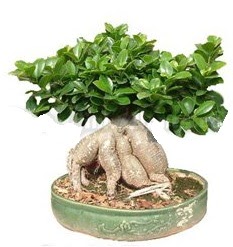 Japon aac bonsai saks bitkisi  zmir hediye sevgilime hediye iek 