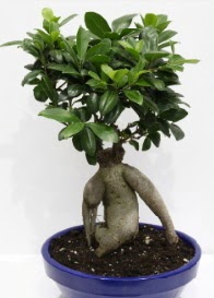 bonsai japon aac saks iei  zmir internetten iek sat 