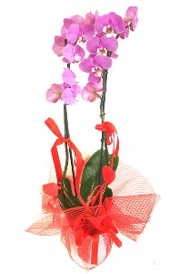 2 dall mor orkide bitkisi  zmir iek servisi , ieki adresleri 