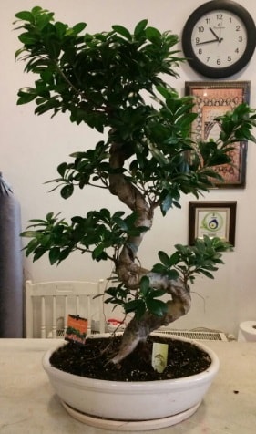 100 cm yksekliinde dev bonsai japon aac  zmir uluslararas iek gnderme 