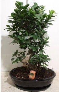 75 CM Ginseng bonsai Japon aac  zmir gvenli kaliteli hzl iek 