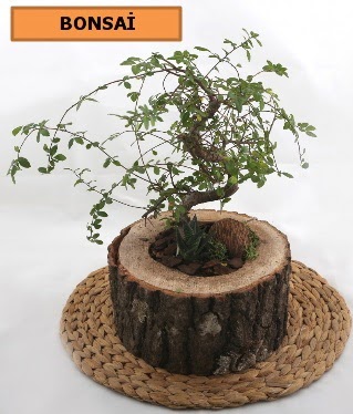 Doal aa ktk ierisinde bonsai bitkisi  zmir 14 ubat sevgililer gn iek 