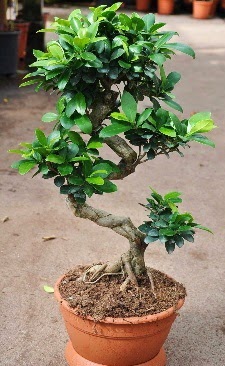Orta boy bonsai saks bitkisi  zmir iek gnderme sitemiz gvenlidir 
