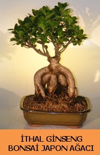 thal japon aac ginseng bonsai sat  zmir uluslararas iek gnderme 
