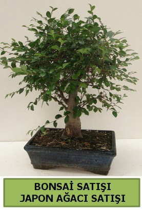 Minyatr bonsai japon aac sat  zmir 14 ubat sevgililer gn iek 