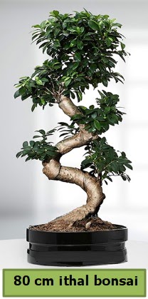 80 cm zel saksda bonsai bitkisi  zmir iek online iek siparii 