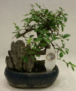 thal 1.ci kalite bonsai japon aac  zmir iek servisi , ieki adresleri 