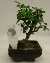 Kk minyatr bonsai japon aac  zmir hediye sevgilime hediye iek 