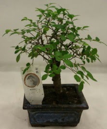 Minyatr ithal japon aac bonsai bitkisi  zmir iek servisi , ieki adresleri 