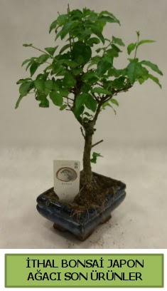 thal bonsai japon aac bitkisi  zmir ieki maazas 