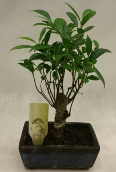 Japon aac bonsai bitkisi sat  zmir iek online iek siparii 