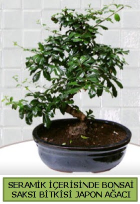 Seramik vazoda bonsai japon aac bitkisi  zmir online ieki , iek siparii 