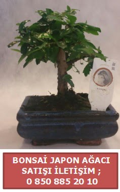 Japon aac minyar bonsai sat  zmir iek servisi , ieki adresleri 