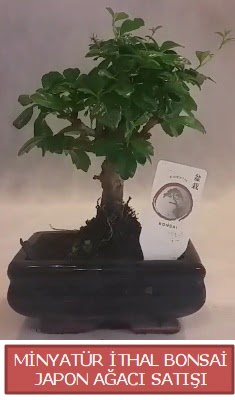 Kk grsel bonsai japon aac bitkisi  zmir iek maazas , ieki adresleri 