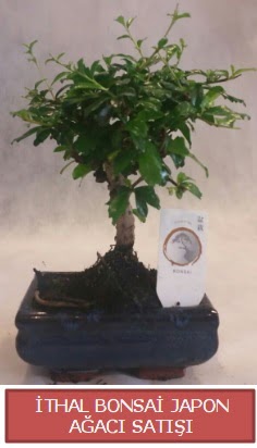 thal kk boy minyatr bonsai aa bitkisi  zmir iek online iek siparii 